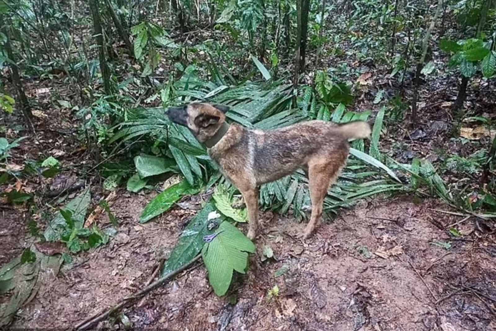 Belgian Malinois in jungle