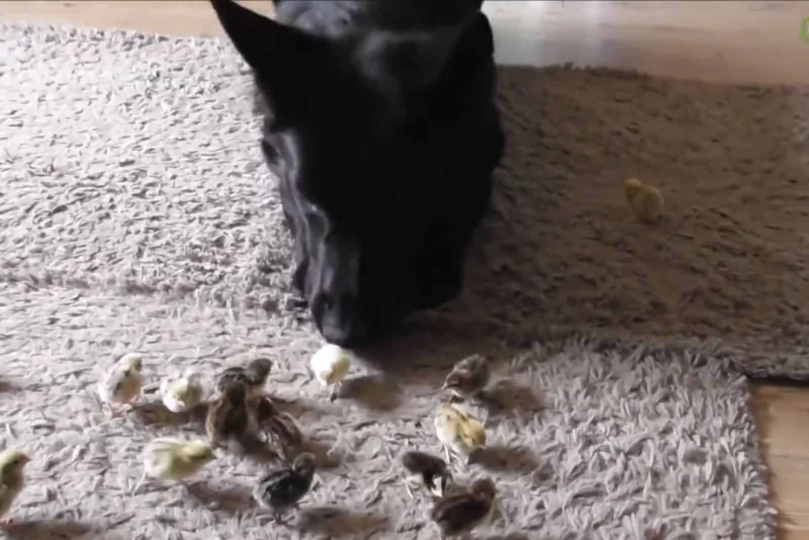 german shepherd looking at baby quails on the carpet