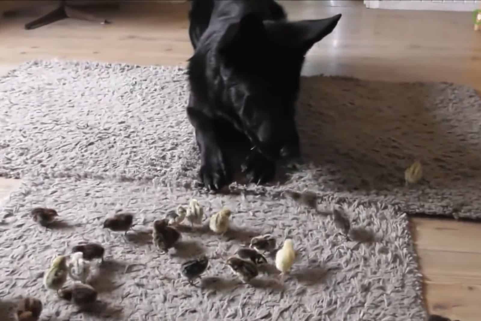 german shepherd meets baby quails on the carpet