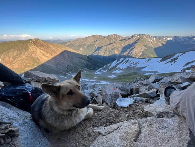 german shepherd on mountain