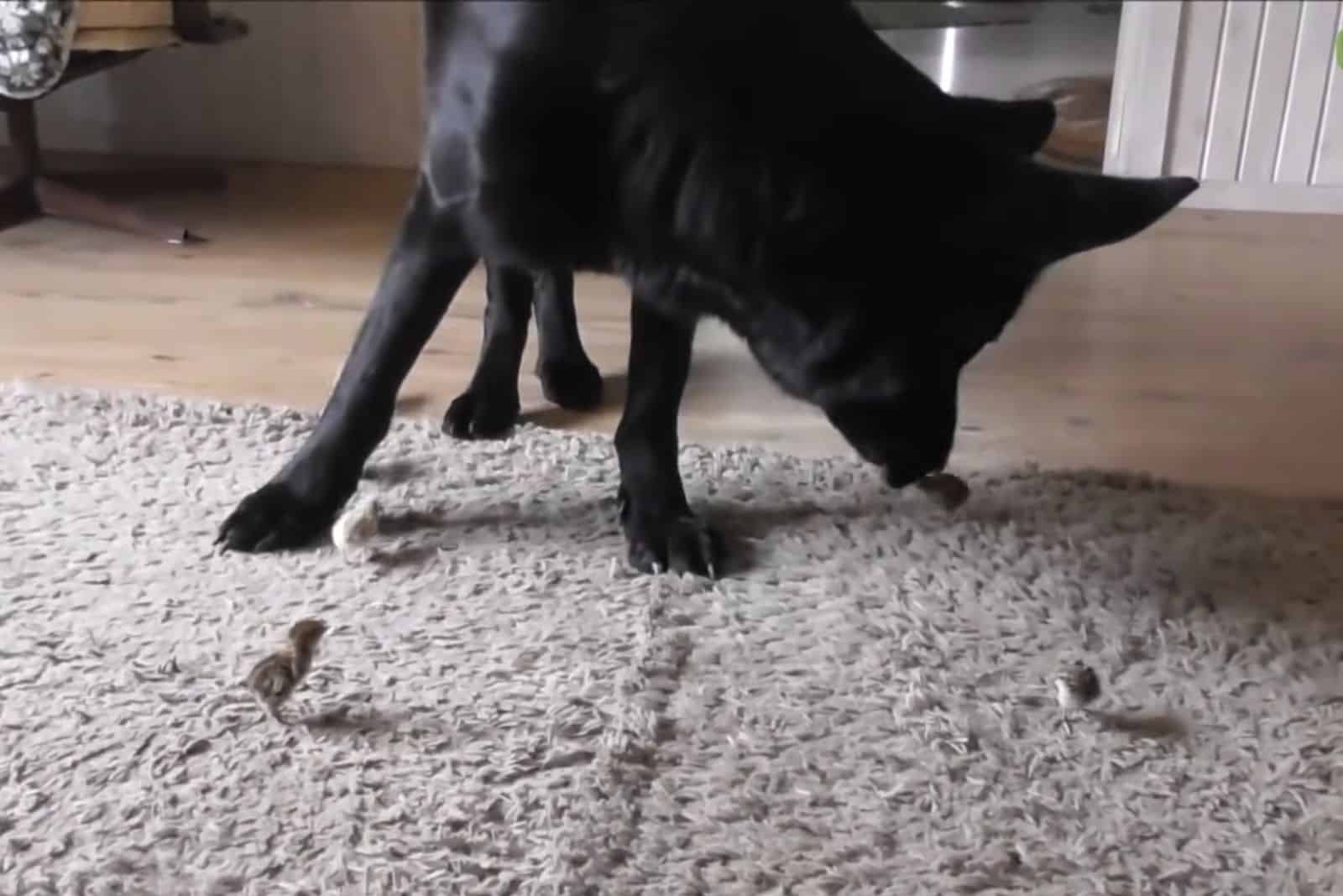 german shepherd sniffing baby quails on the carpet