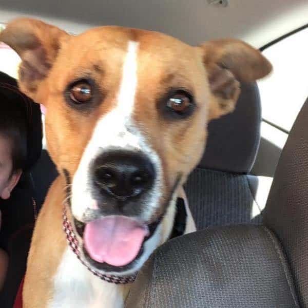 happy dog in backseat