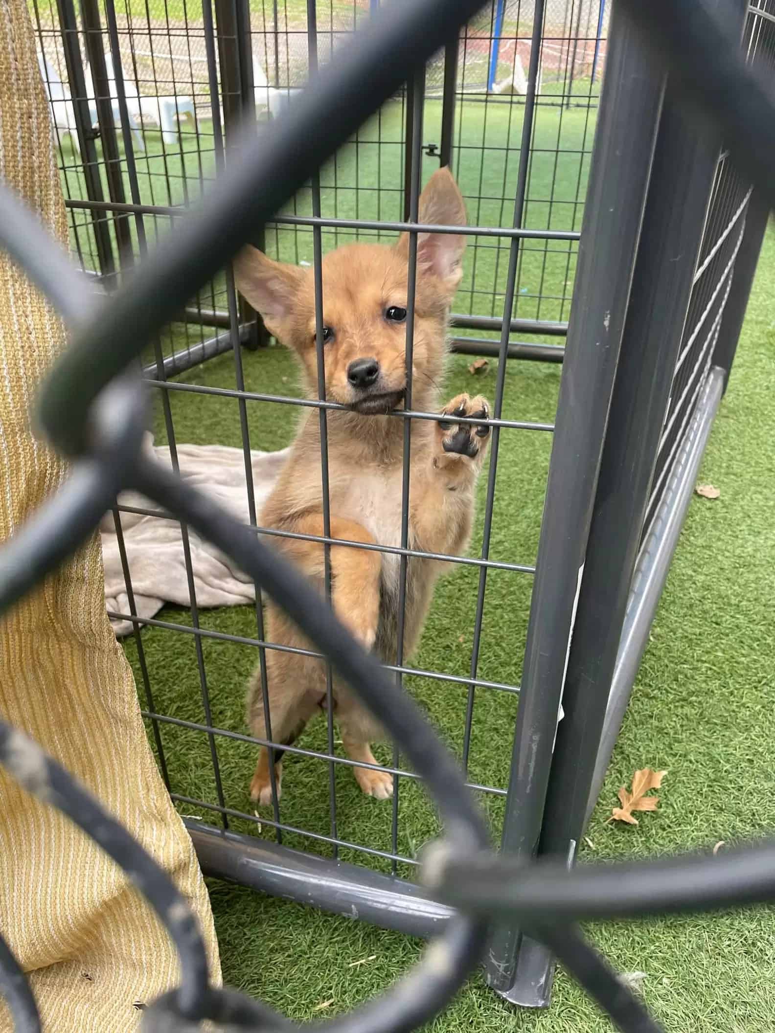 little dog in cage