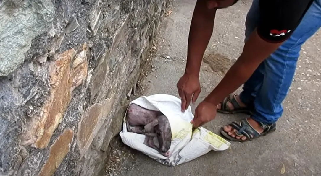 man opening up a plastic bag with a dog inside it