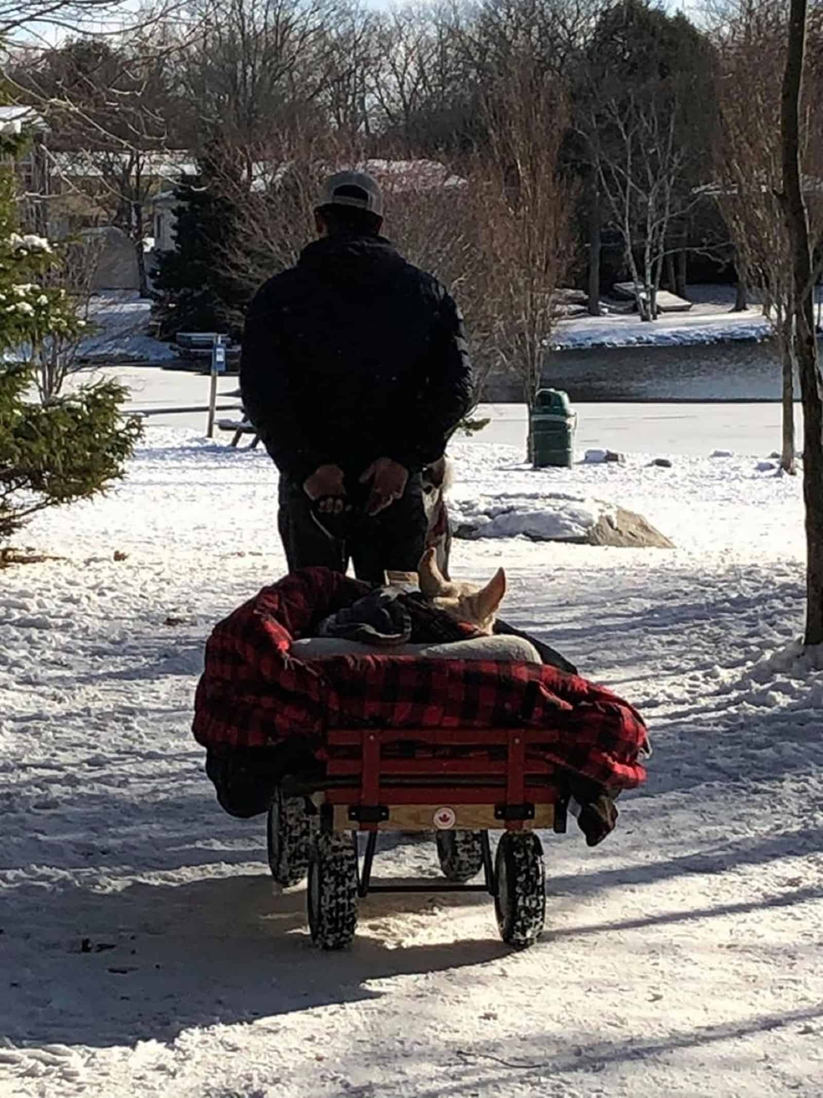 man wheeling his dog in a wagon on a snow