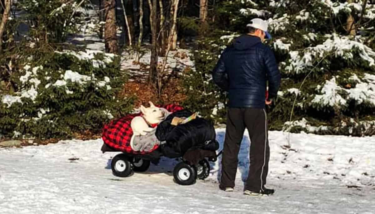 man wheeling his paralyzed dog in a wagon on a snow