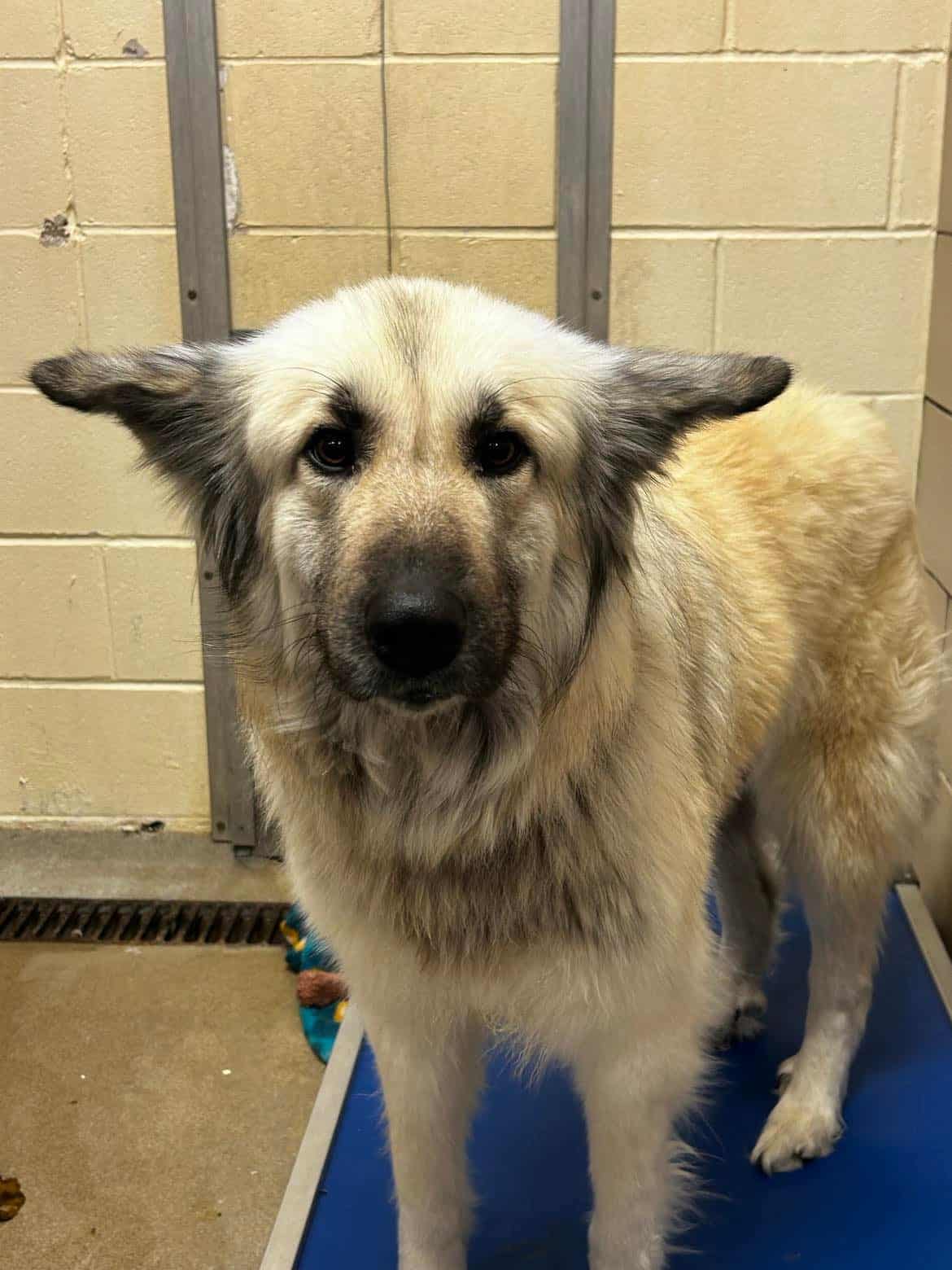 photo of a big dog at the animal center