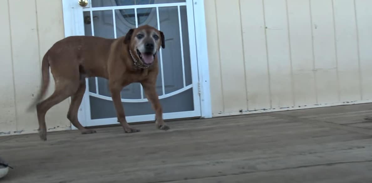 photo of the Pumba on the front porch