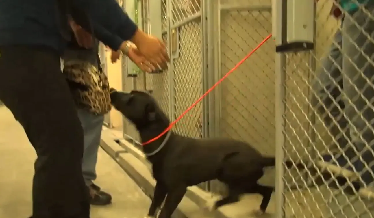 pitbull puppy getting out of a kennel