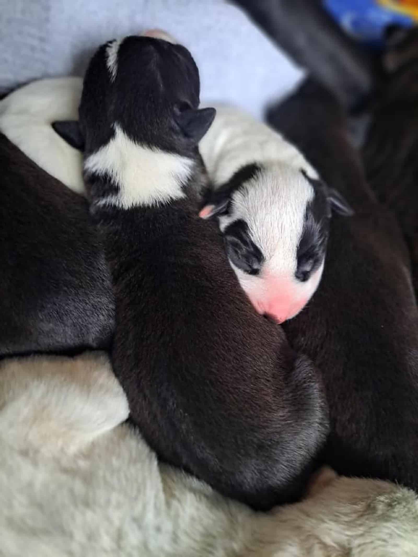 puppies sleeping together on a bunch