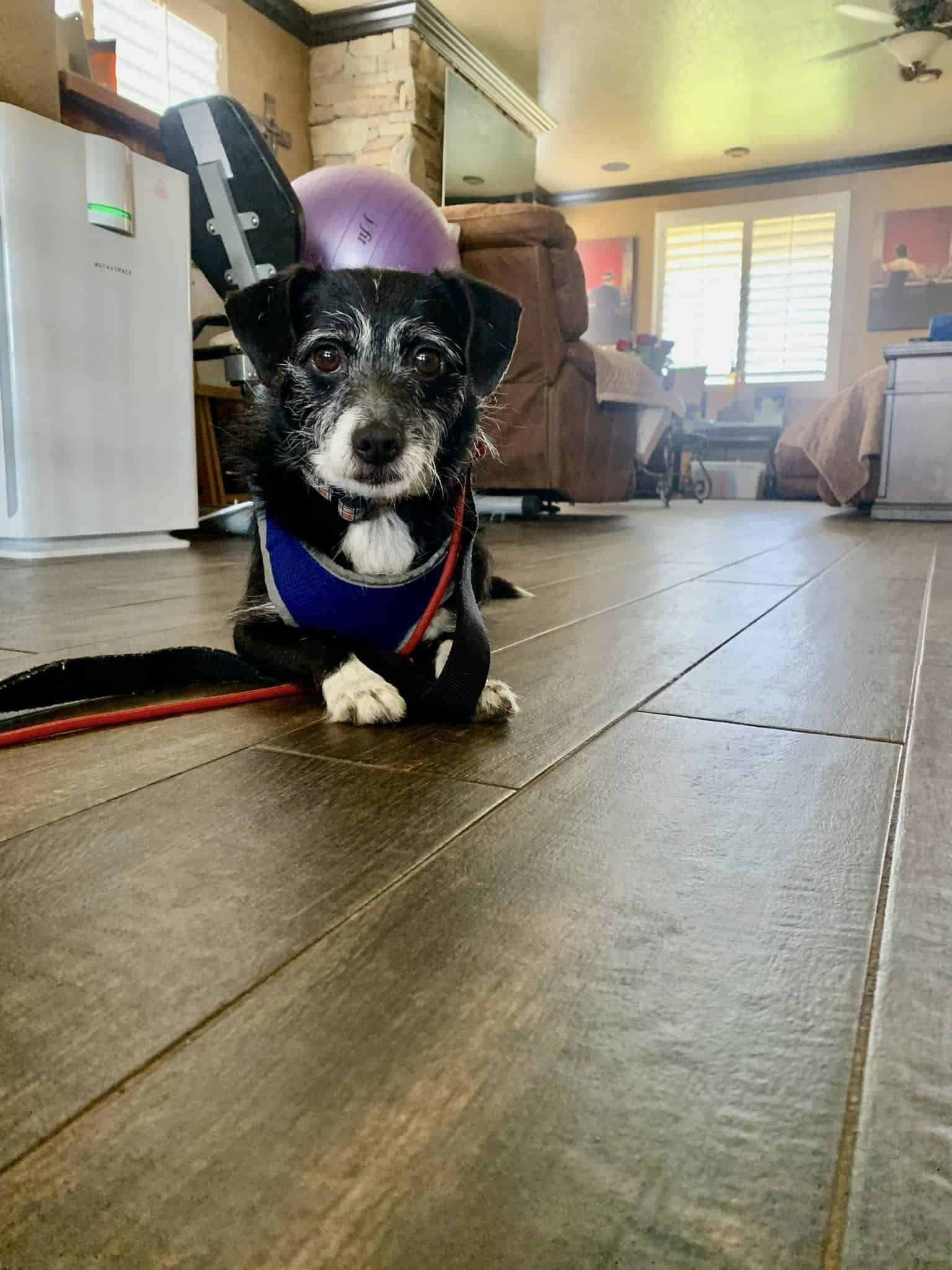 senior dog lying on the floor of his new home