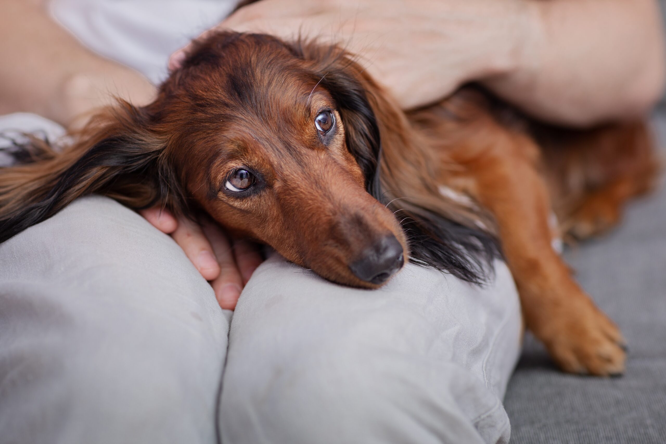 sad dog in a lap