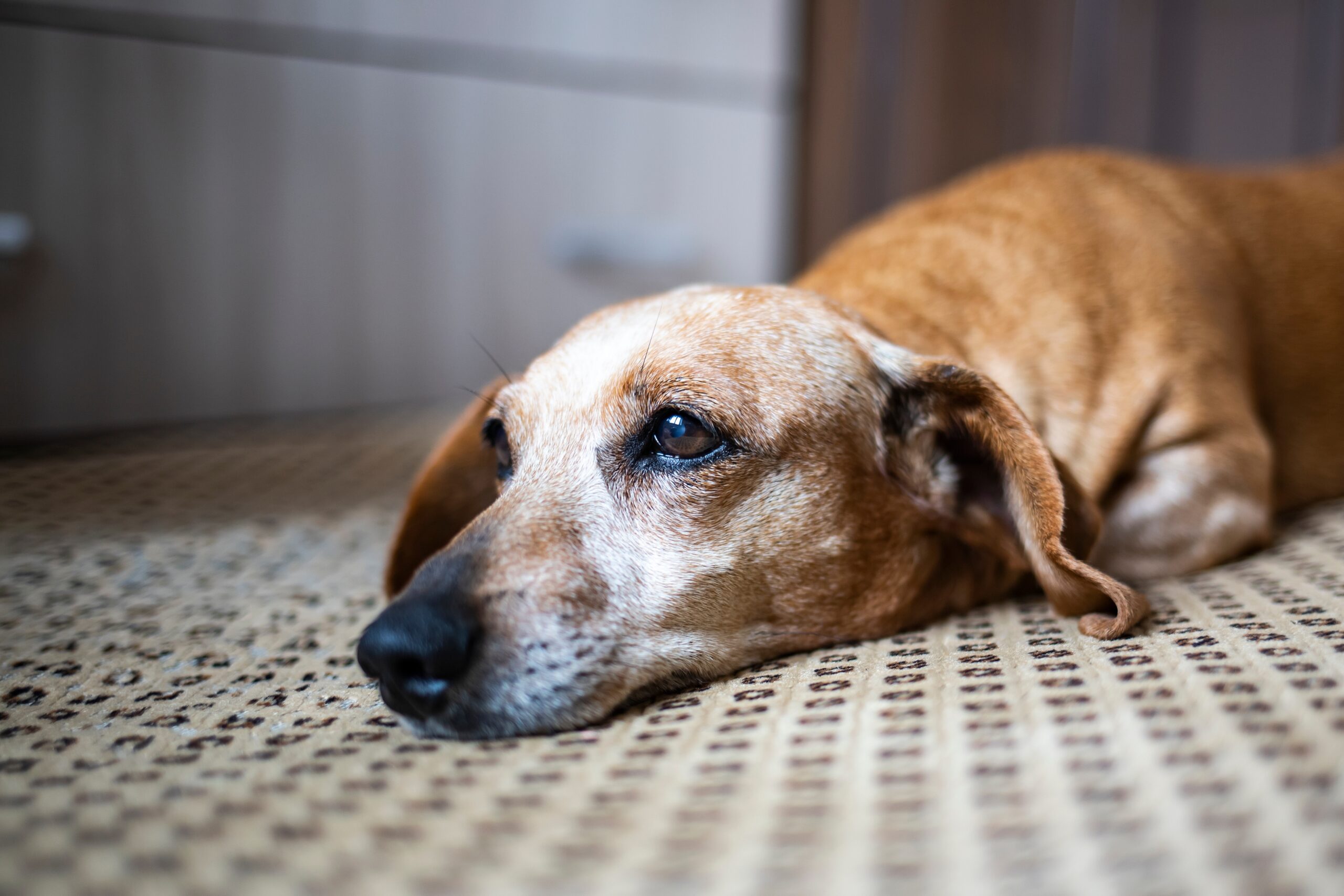 sad dog lying on the floor