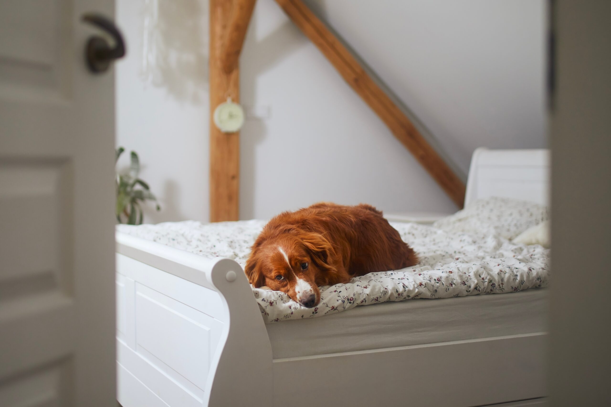 sad dog lying on the bed