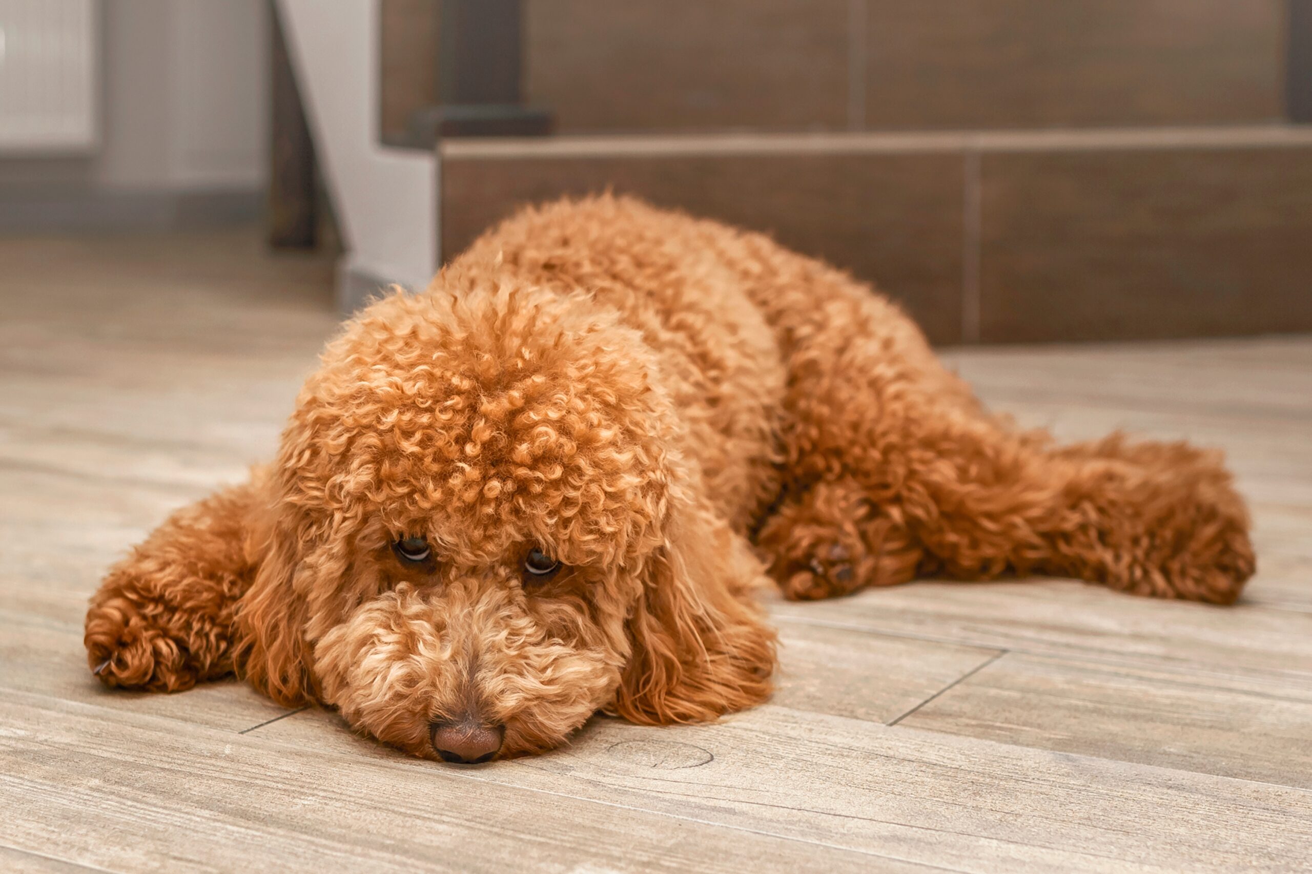 sad goldendoodle lying on the floor