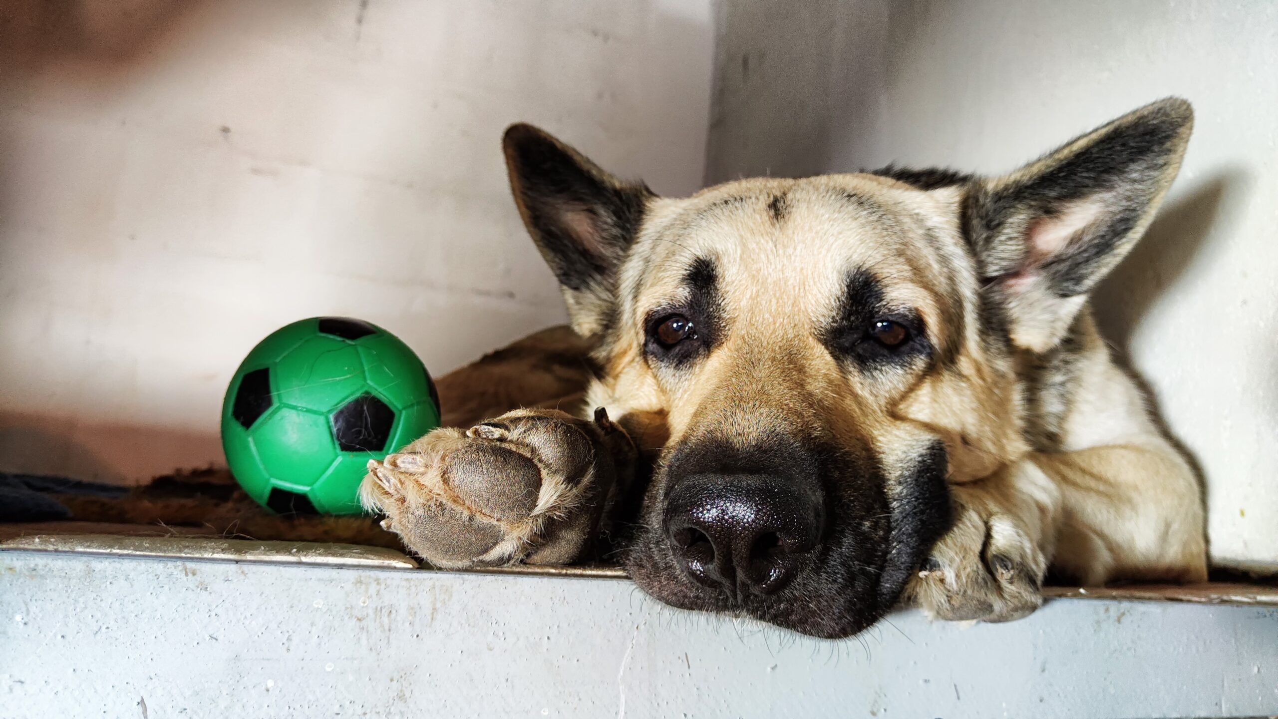 sad german shepherd next to a ball