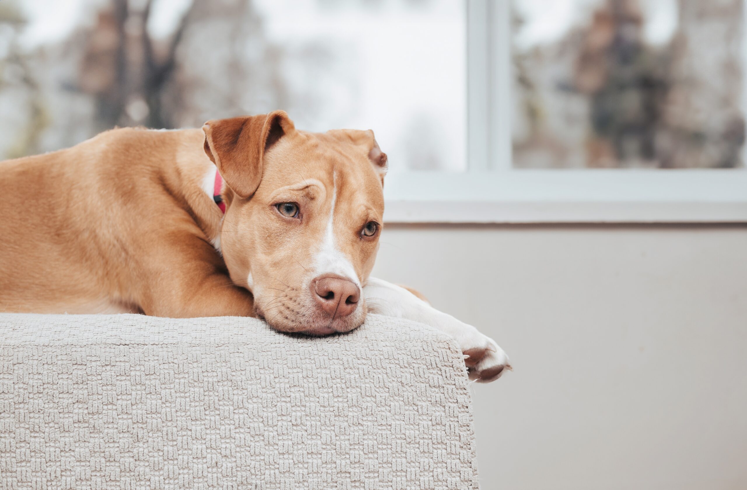 sad dog on the couch