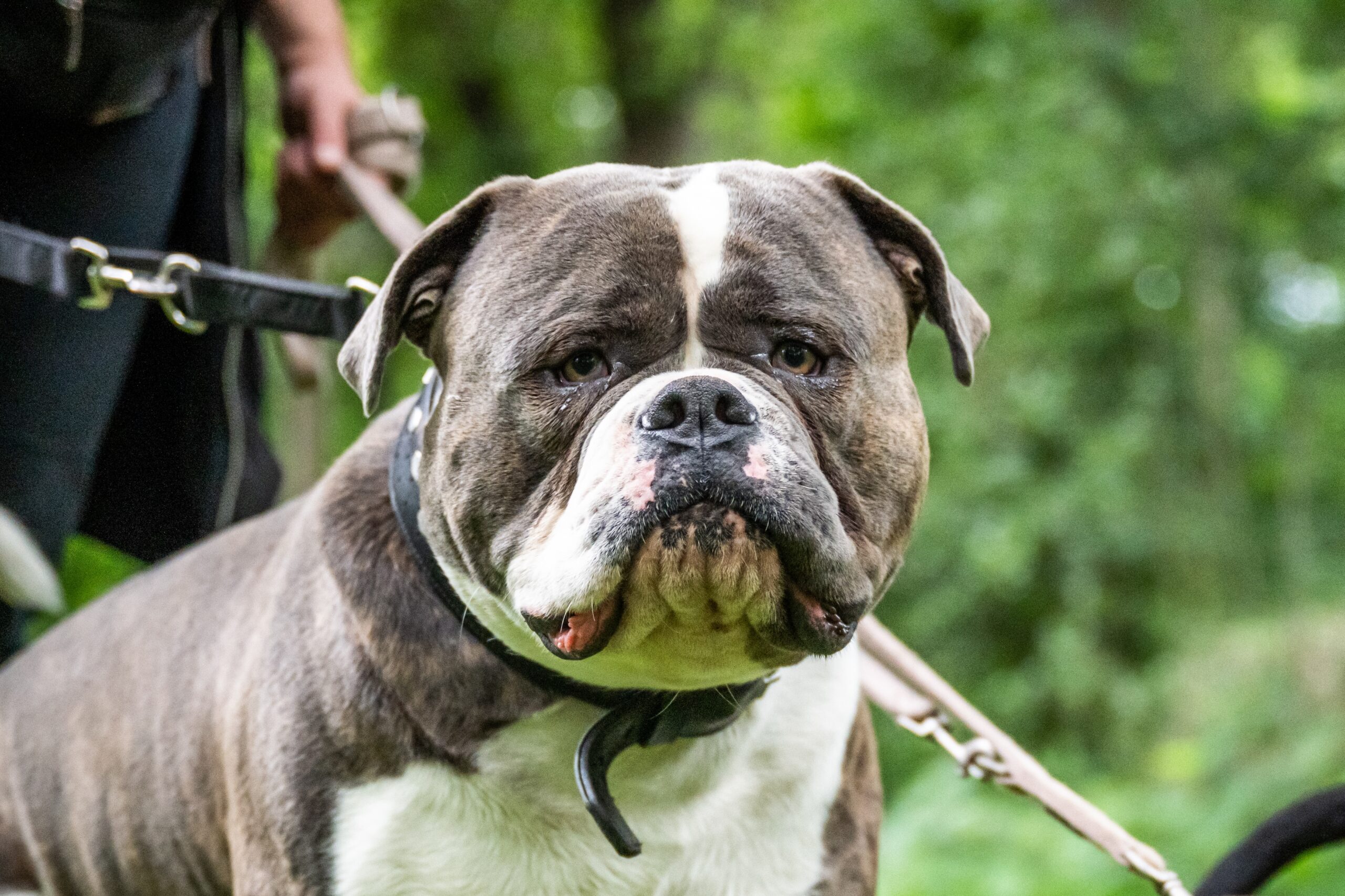 sad dog on a leash