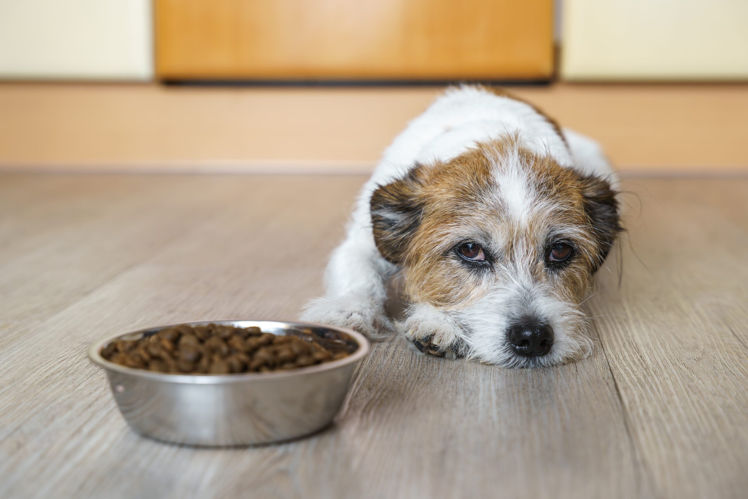 sad dog lying next to a bowl