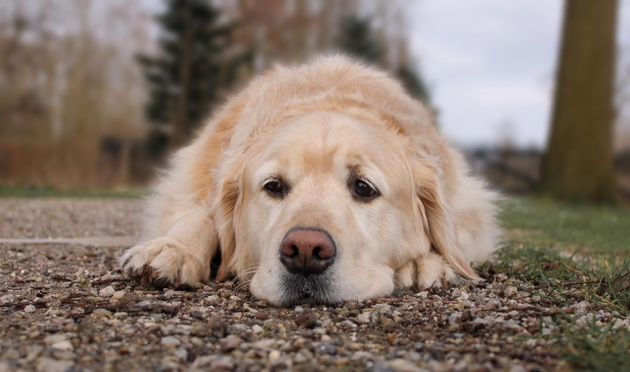 sad dog on the ground