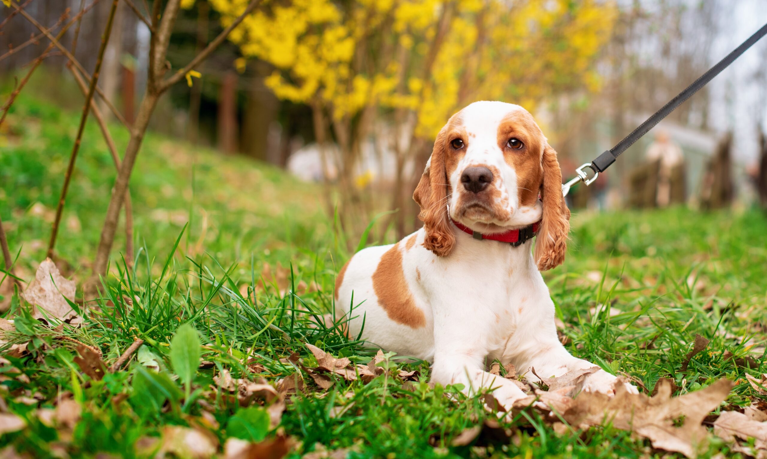 sad dog lying in the grass