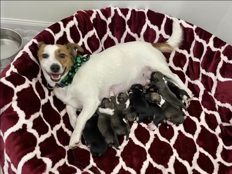 the dog feeding the puppies