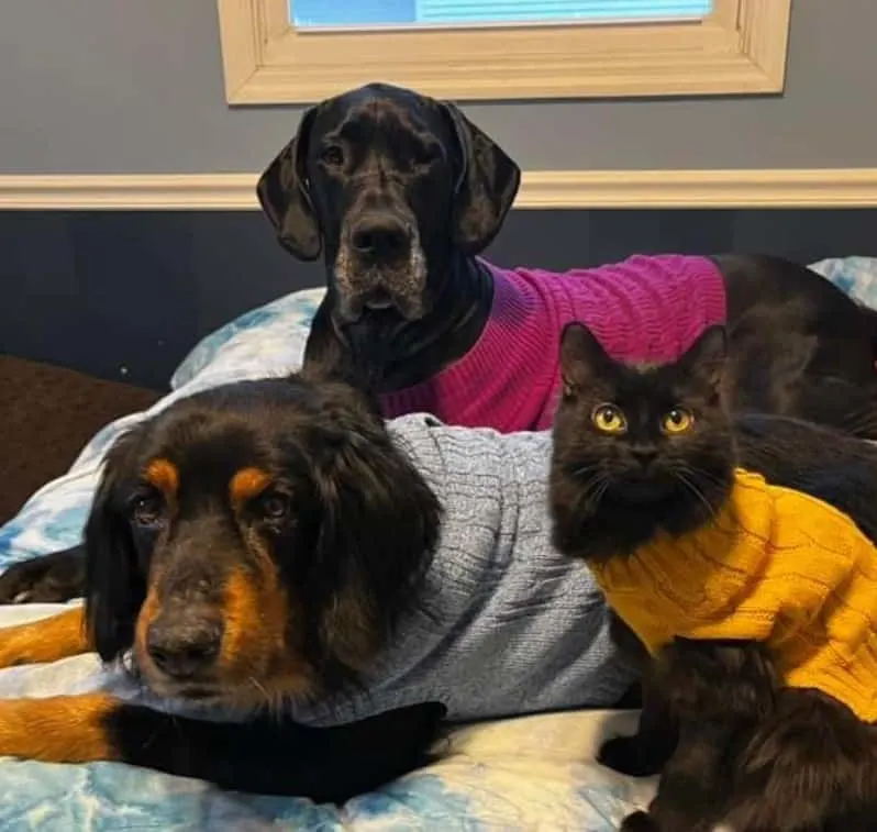 two dogs and a cat with sweaters are lying on the bed