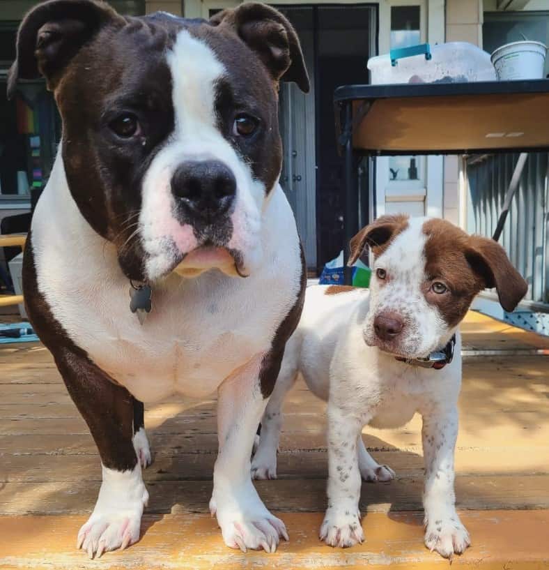 two dogs stand on a wooden base and look at the camera