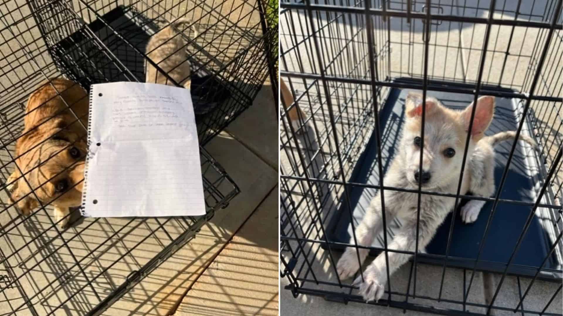 Everyone Was Shocked When They Saw A Pair Of Puppies Left In Kennels With Only A Note