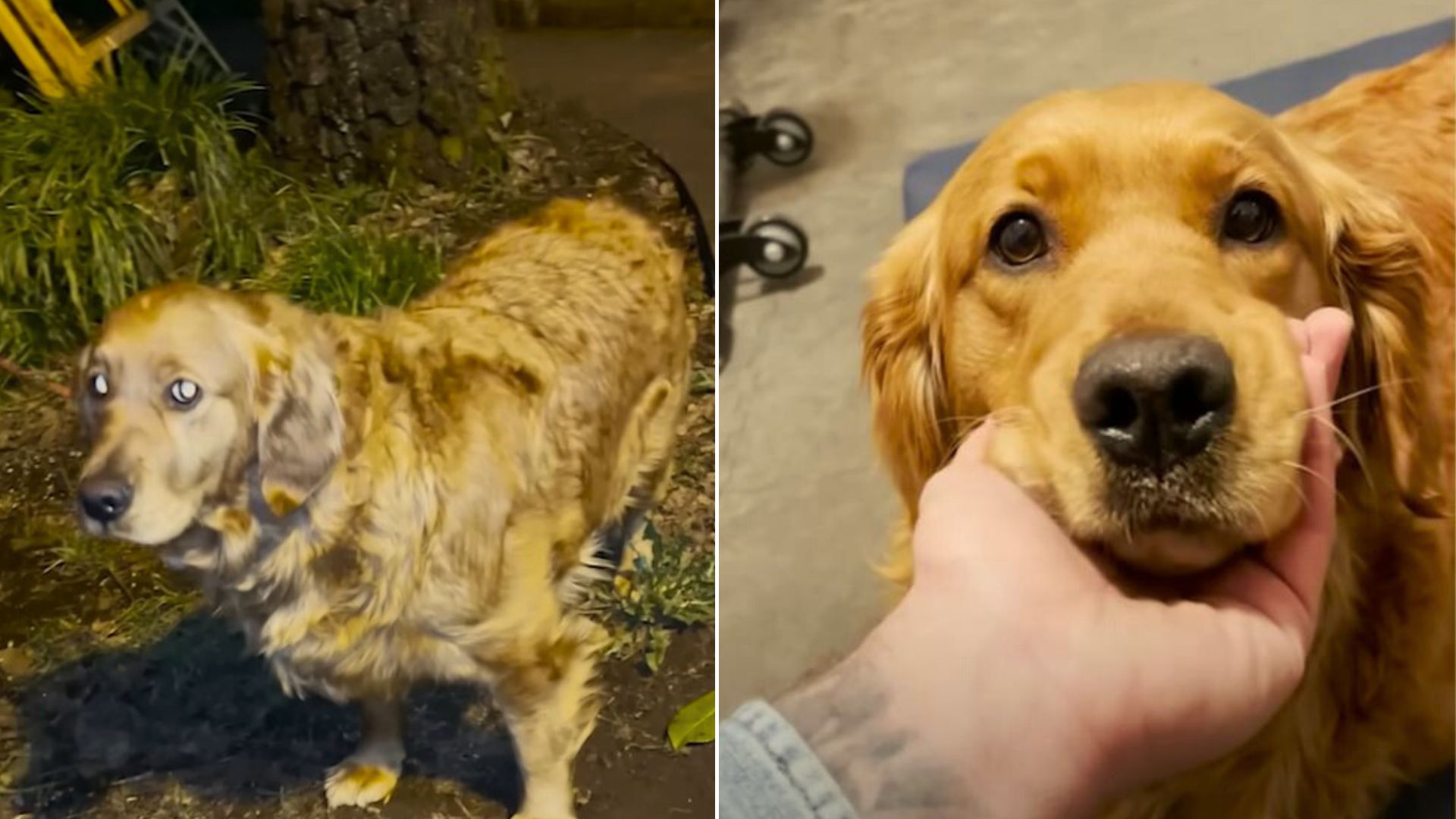 Oregon Dog Abused And Abandoned By Her Owner Finally Learns What Love Feels Like