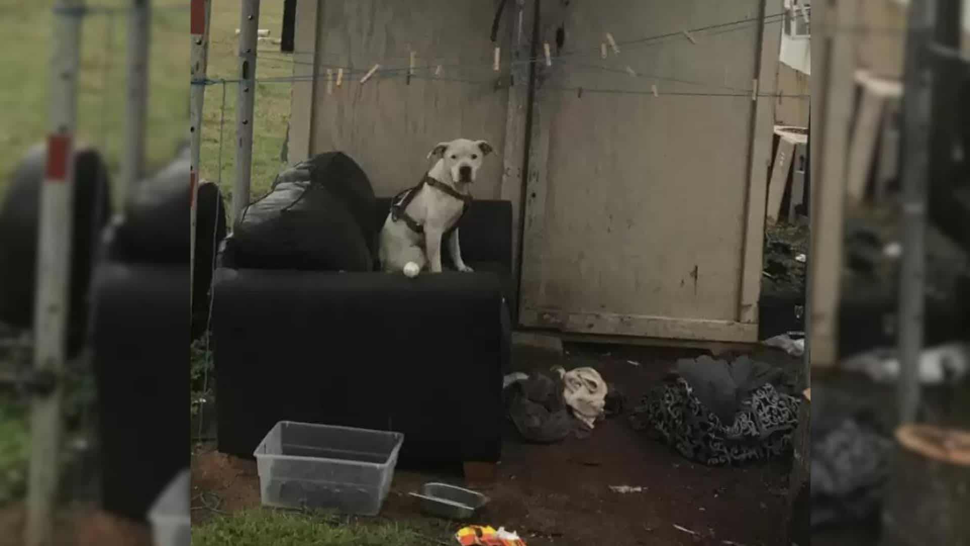 dog waiting for owners