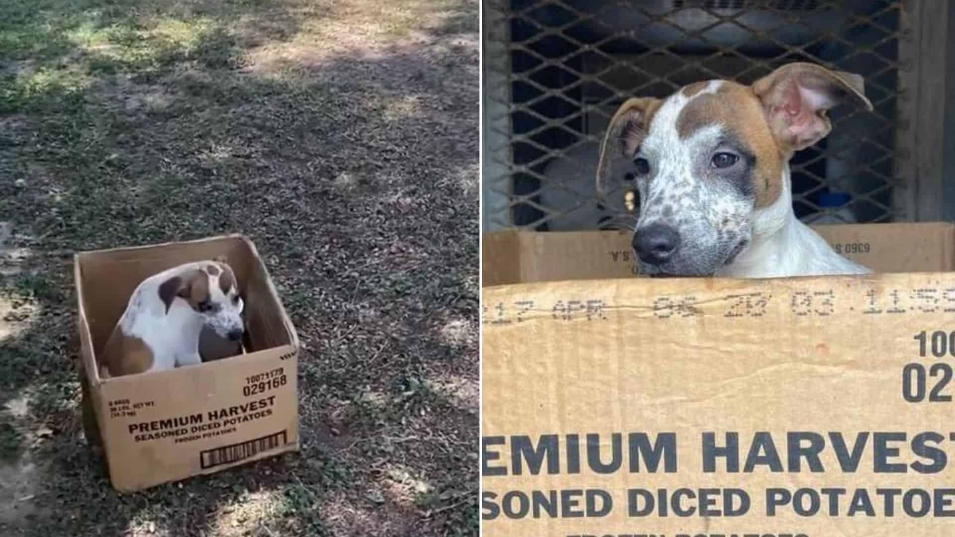 Scared Pup Still Holds Tightly To Her Cardboard Box After Being Rescued