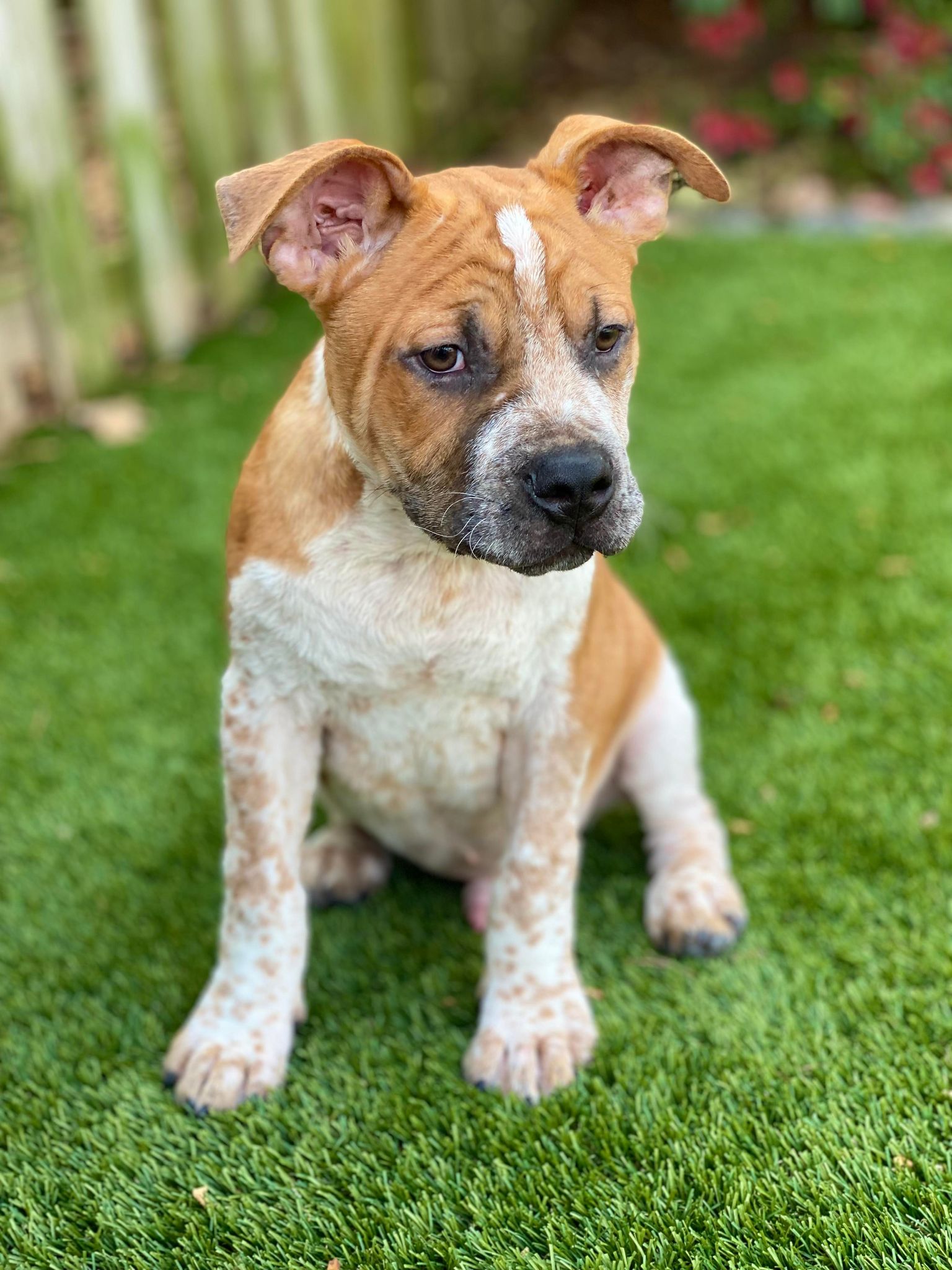 Adopted puppie in garden