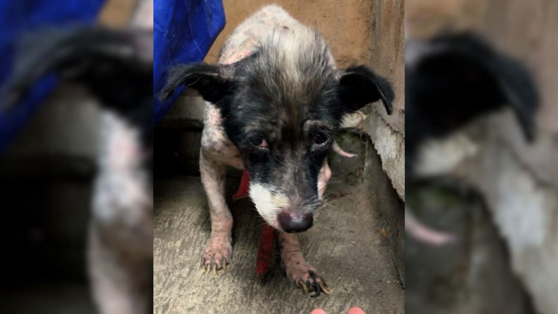 Bare Stray Puppy Finally Gets A Fuzzy Coat He Always Wanted