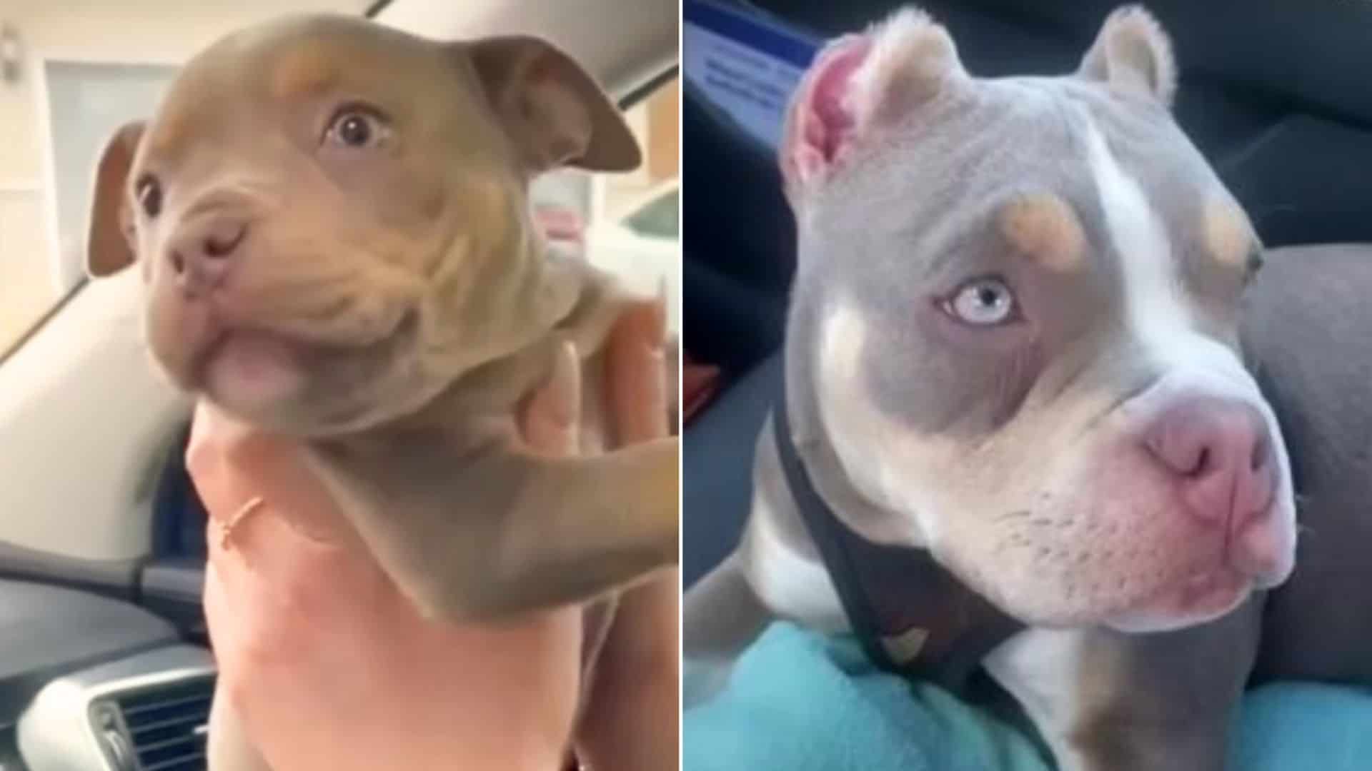 Blind Pup Gets A New Friend Who’s Just Like Him