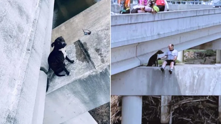 Cyclists Rescue A Pitbull Stranded In A Dangerous Trap On A Bridge