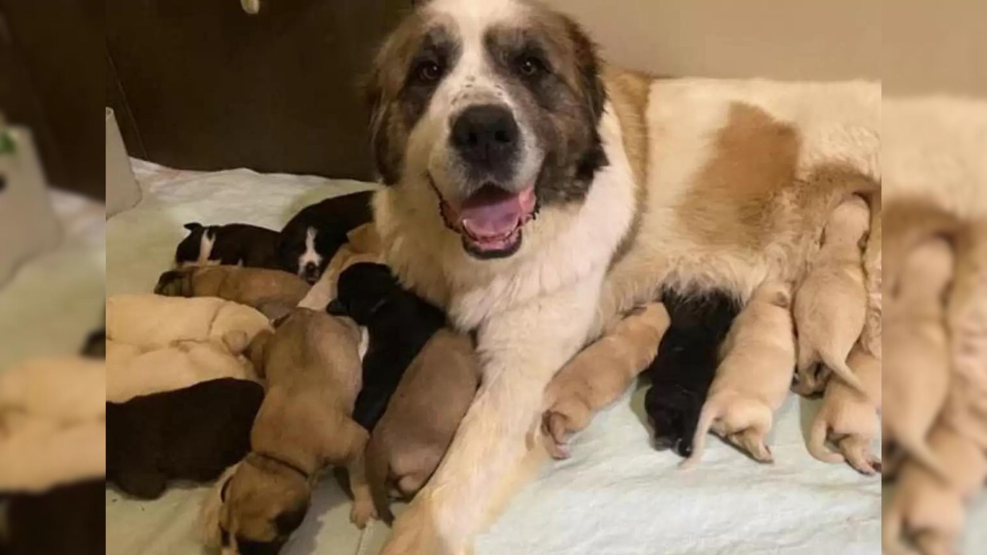 photo of dog mom with her big litter