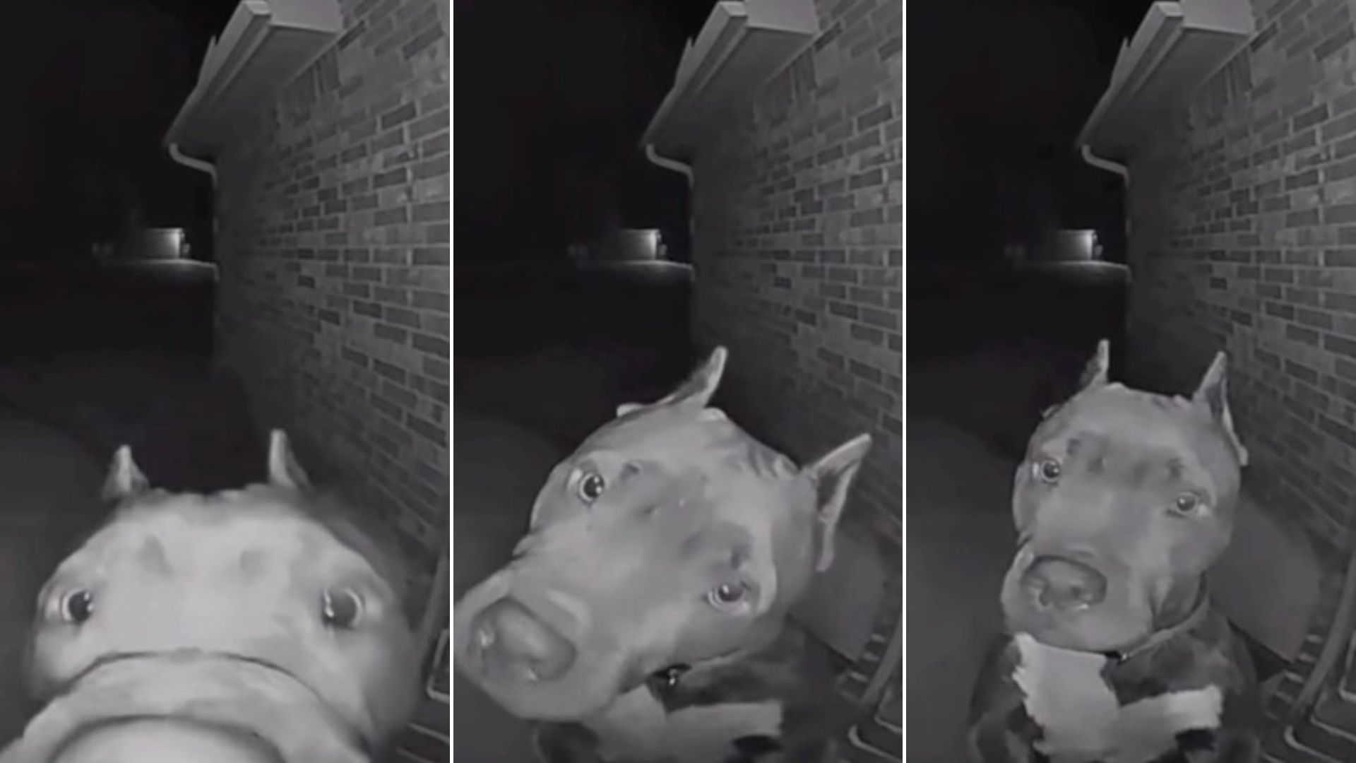 dog ringing on doorbell