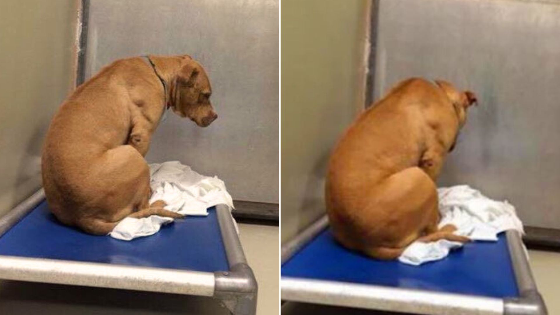 This Pittie Was So Devastated After His Owners Surrendered Him To The Shelter Again