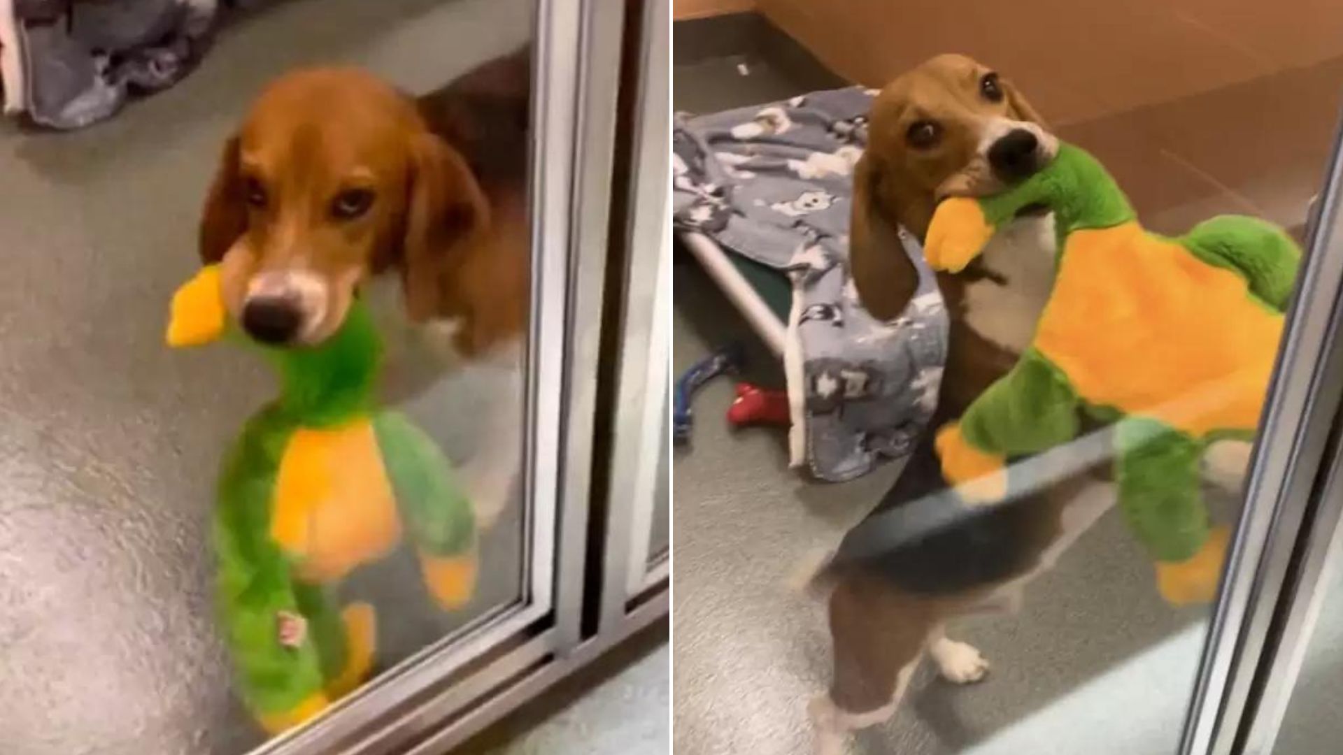 rescued beagle with toy