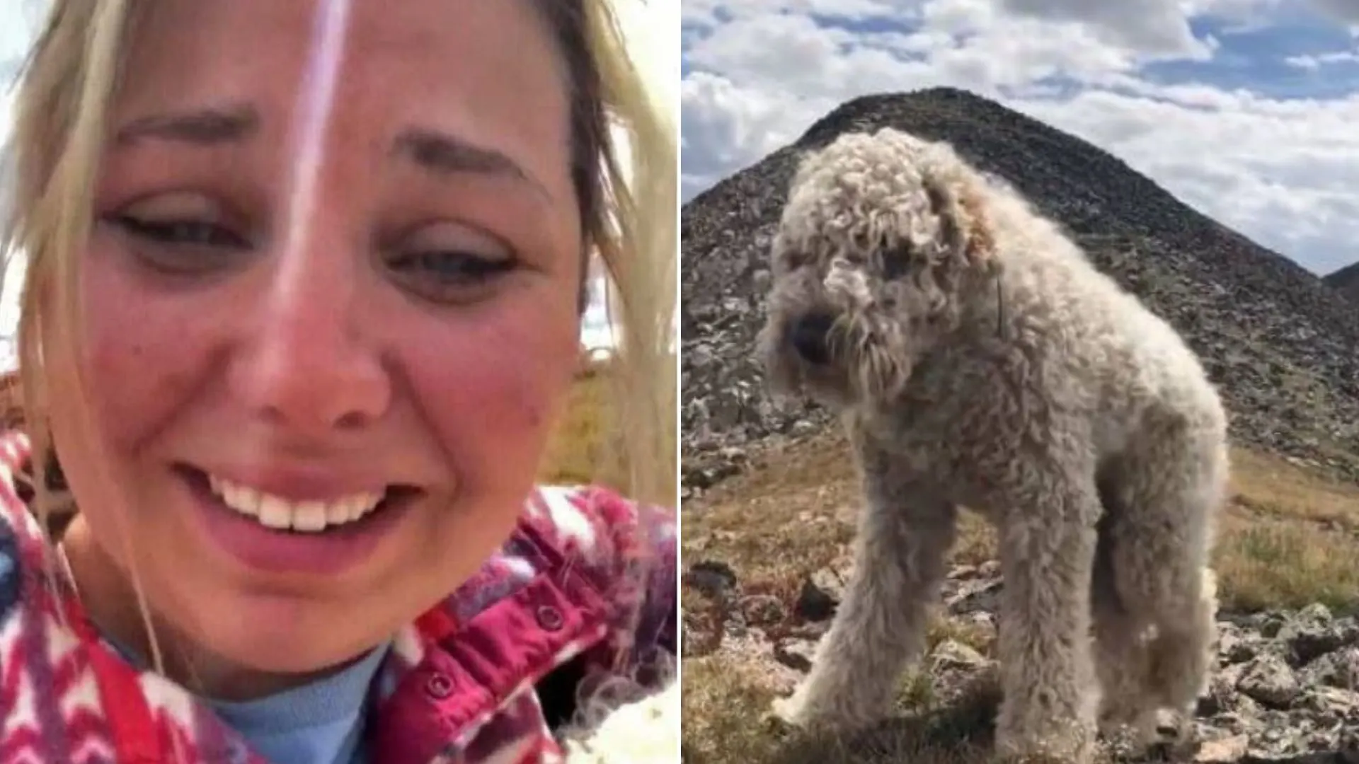 Goldendoodle That Survived The Crash Miraculously Found After Three Weeks