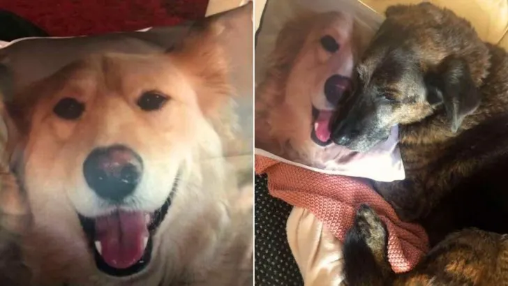 Pup Calms Down Only When His Pillow With The Picture Of His Brother Is Near Him