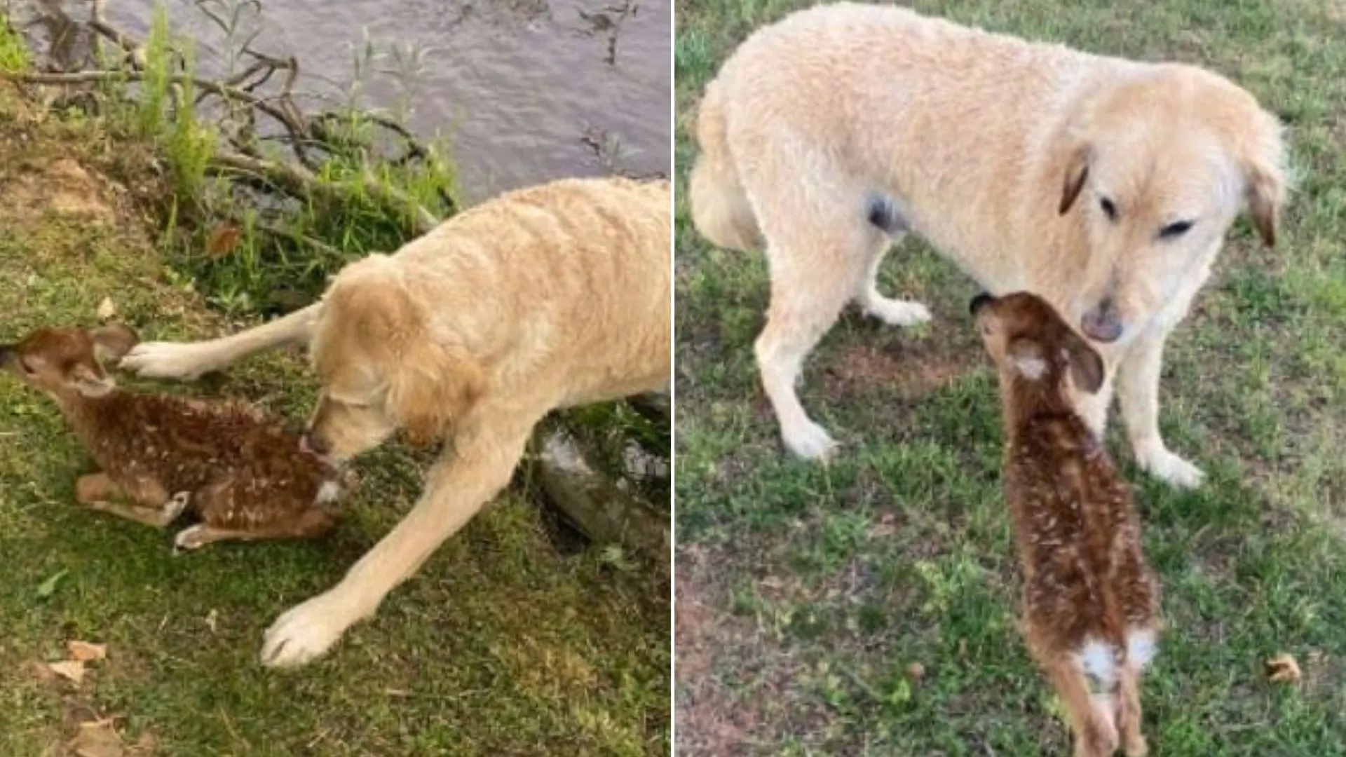 Hero Goldendoodle Saves Baby Fawn From Drowning And Keeps Caring For It