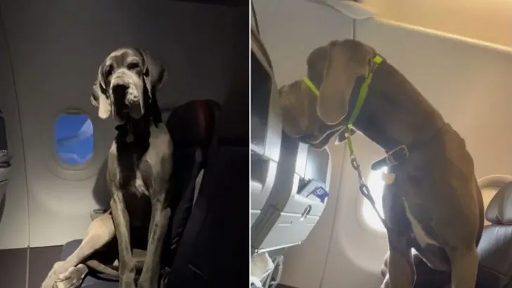 Man Pays For THREE Airplane Seats So His Giant Great Dane Can Travel With Him