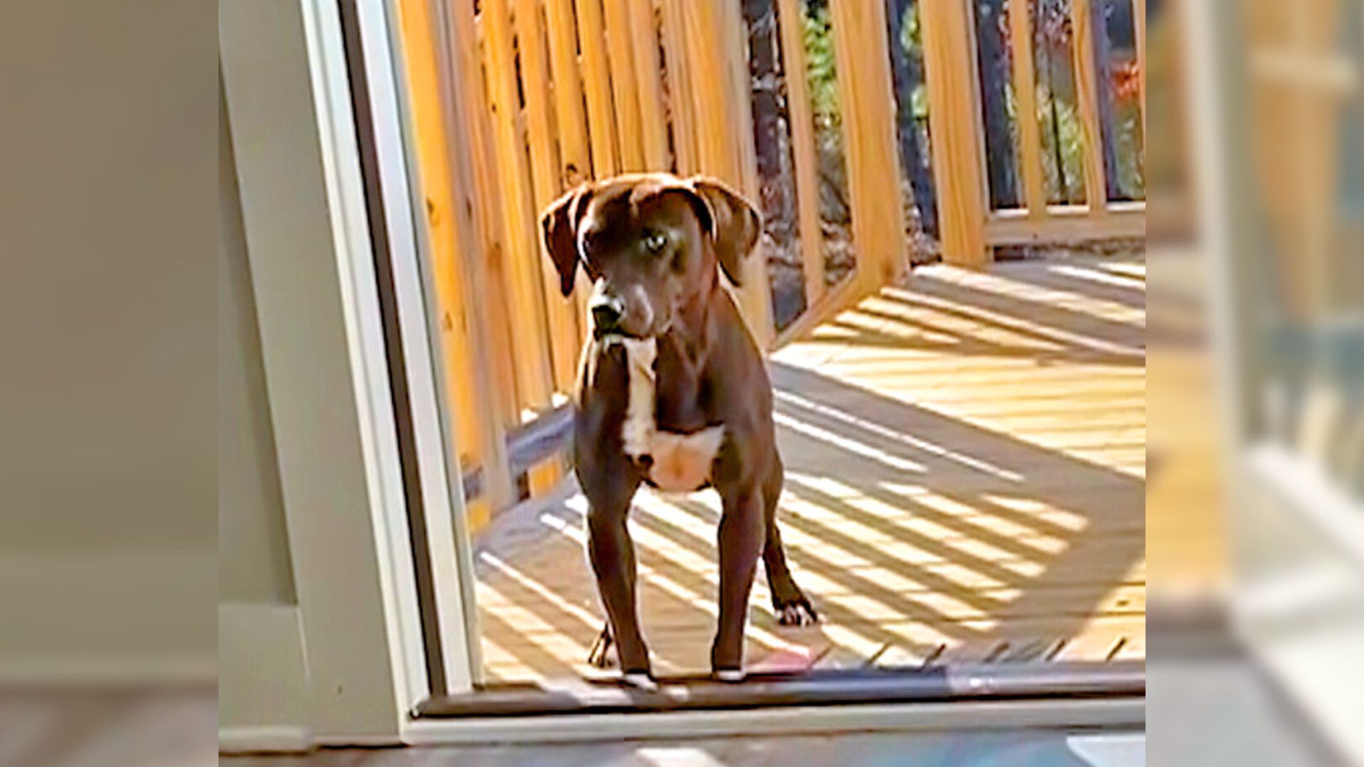 Dog Keeps Showing Up On Couple’s Porch, Then Something Amazing Happens