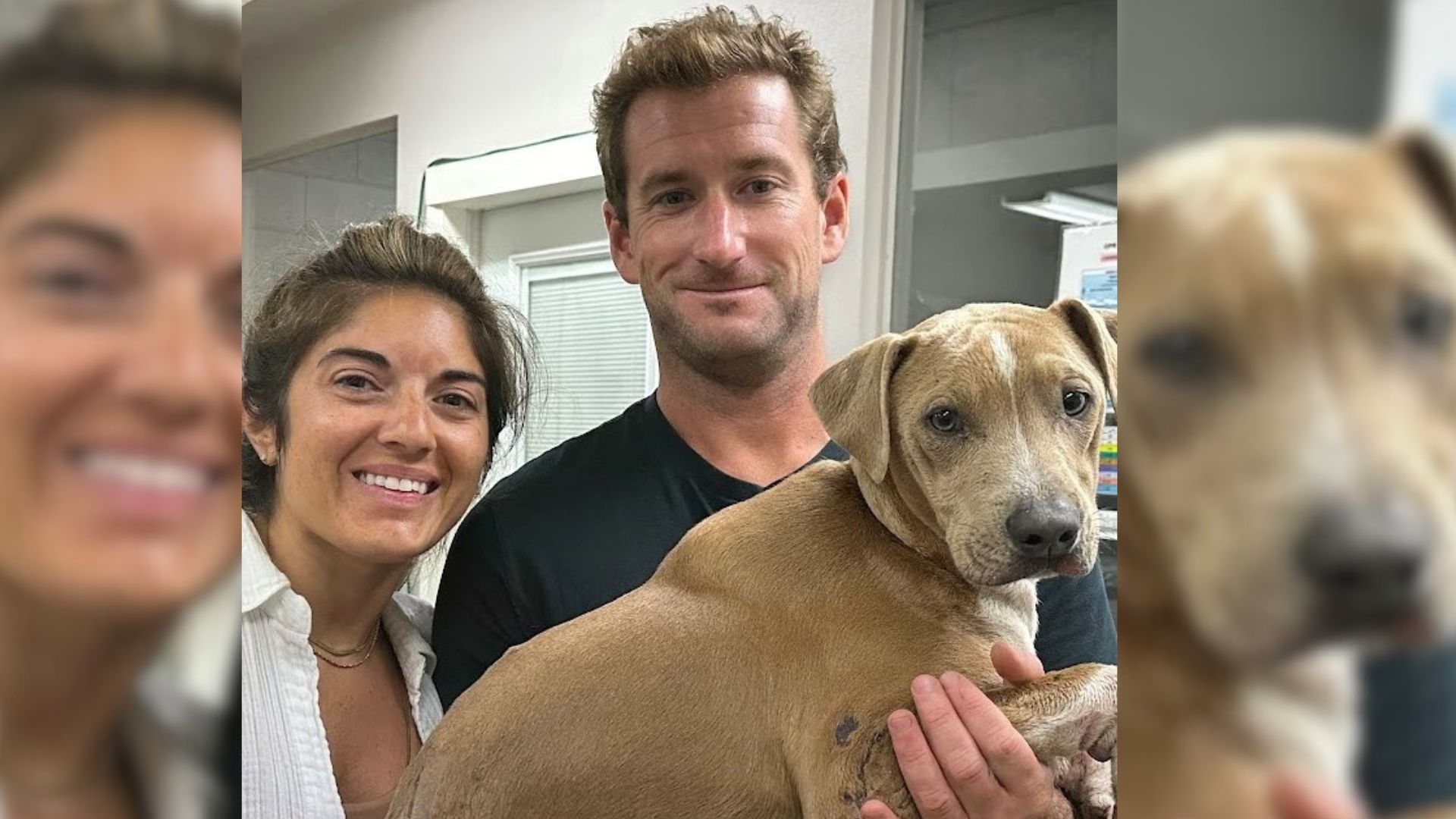 Pit Bull Burned In Maui Wildfires Reunites With Owners After A Miraculous Escape