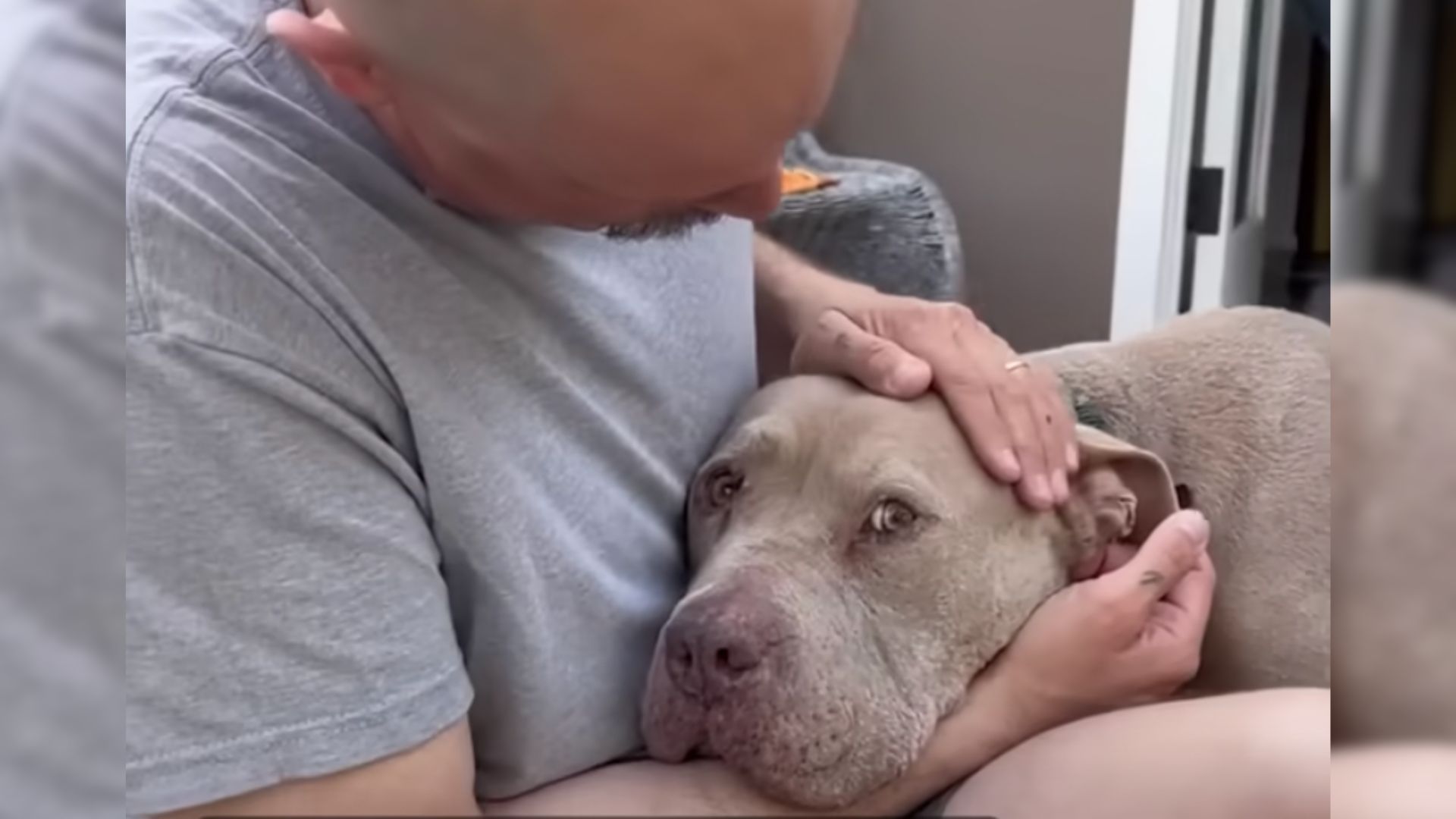 This Pit Bull Was Paralyzed With Fear Until He Learned What True Love Looks Like