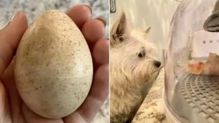 Dog Finds A Mysterious Egg And Turns Into The Most Caring Mommy Ever