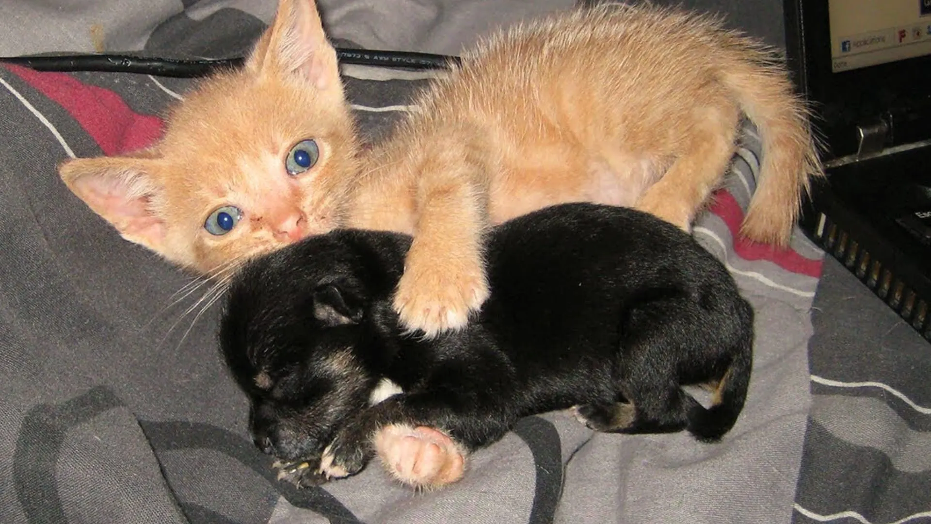 Rescue Kitten Adopts Orphaned Puppy And The Duo Is Now Inseparable