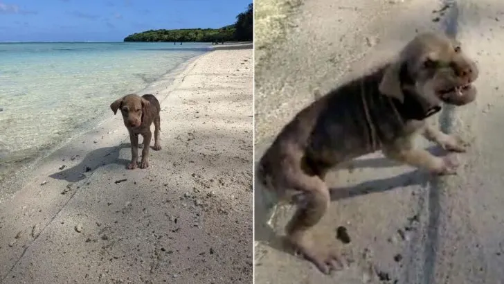 Scared Puppy Rescued On The Beach Makes An Amazing Transformation 